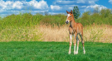 Sevimli yeni doğmuş tay, ilkbahar çimenli çayırlarda doğal manzaraya karşı duruyor. Dikkatlice başka tarafa bakıyor.