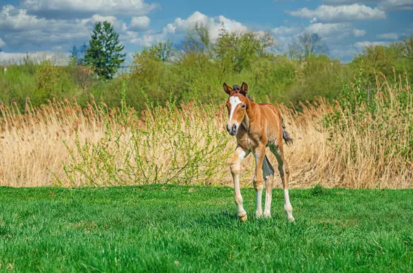Yeni doğmuş küçük bir tay bulutlu doğal manzaraya karşı yeşil çimenli çayırlarda yürür. Kameraya bakıyorum.