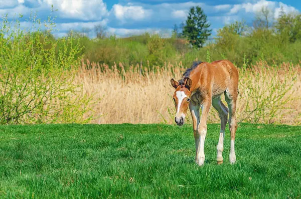 Yeni doğan tay, bulutlu doğal manzaraya karşı ilkbahar çimenli çayırda duruyor. Kameraya dikkatle bakıyorum.