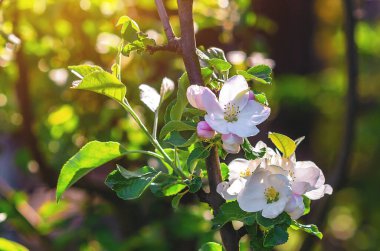 Büyük beyaz pembe çiçekleri ve tomurcukları olan elma ağacı dalı. Çiçekli doğal yay ekran koruyucu. Doğanın Uyanışı