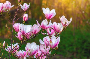 Çiçek açan pembe manolya çalılarının ön görüntüsü. Güneş ışığı altında yumuşak yeşil arka plan üzerine bulanık bir odak noktası var.