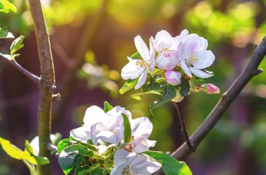 Büyük beyaz pembe çiçekleri ve tomurcukları olan elma ağacı dalı. Çiçekli doğal yay ekran koruyucu. Seçici odak