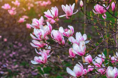 Bulanık odaklı pembe manolya çalısı manzarası güneş ışığı altında yumuşak yeşil arka plan