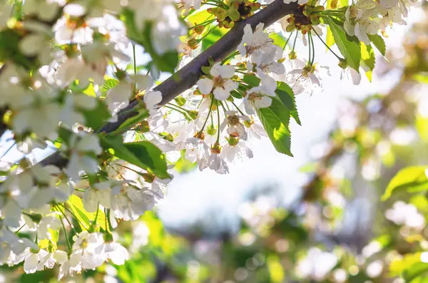 Tüylü, beyaz kiraz çiçekleri güneş ışığıyla aydınlatılıyor ve arka planda ağaç dalları var. Seçici odak