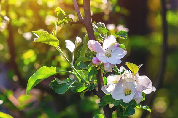 Büyük beyaz pembe çiçekleri ve tomurcukları olan elma ağacı dalı. Çiçekli doğal yay ekran koruyucu. Doğanın Uyanışı