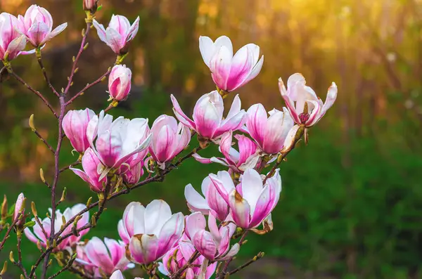 Çiçek açan pembe manolya çalılarının ön görüntüsü. Güneş ışığı altında yumuşak yeşil arka plan üzerine bulanık bir odak noktası var.