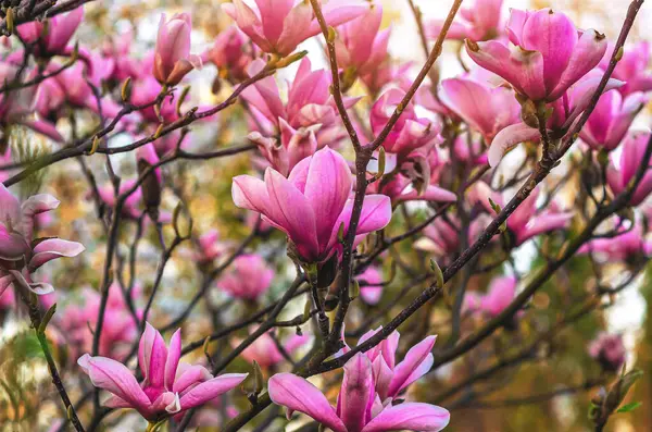 Manolya çiçeklerinin arkaplanı erken bahar soğuklarından kolayca zarar görür. İklim değişikliğinin sembolik görüntüsü