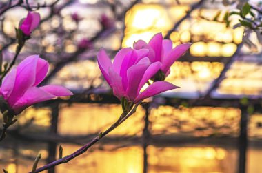 Seranın bulanık arka planına karşı çiçek açan pembe manolya dalı. Süslü bitkiler bitirdik.