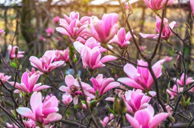 Bulanık gri arka planda pembe manolya çalıları. Bahar görsel efektleri, doğal içerik, ilham