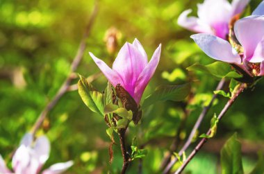 Bulanık odaklı pembe manolya dalı güneş ışığı altında yumuşak yeşil arkaplan üzerine