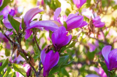 Bulanık odaklı pembe manolya dalı güneş ışığı altında yumuşak açık yeşil arka plan. Tebrik kartı