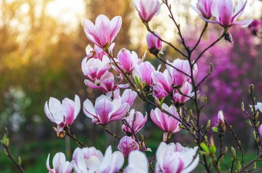 Bulanık odaklı pembe manolya dalı güneş ışığı altında yumuşak yeşil arka plan üzerine. Tebrik kartı