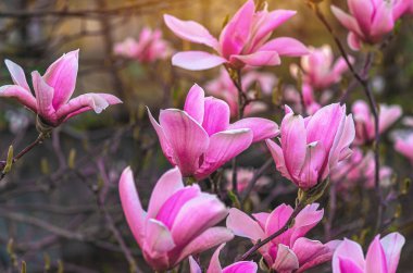Bulanık gri arka planda pembe manolya çalıları. Bahar görsel efektleri, doğal içerik, ilham