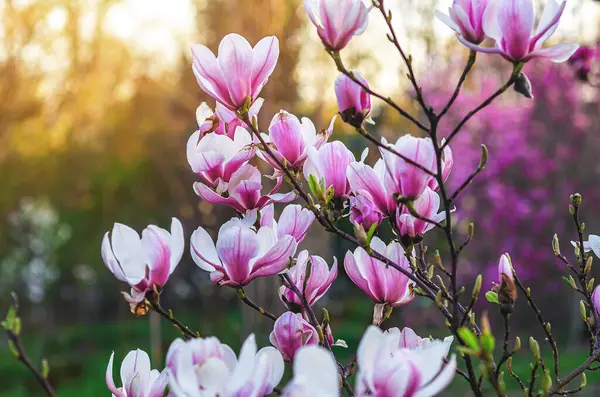 Bulanık odaklı pembe manolya dalı güneş ışığı altında yumuşak yeşil arka plan üzerine. Tebrik kartı