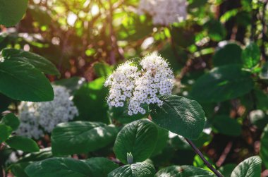 Aronia melanocarpa 'nın narin beyaz çiçekleri ve bulanık doğa arka planında yeşil yapraklar. Seçici odak