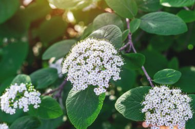 Siyah renkli beyaz çiçekler Aronia melanocarpa yeşil yapraklı. Manzara tasarımcıları için resim, bitki kataloğu
