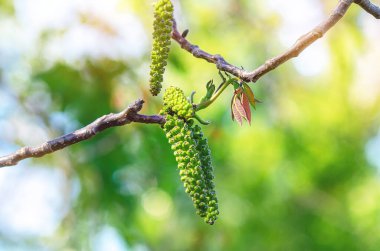 Çiçek açarken küçük ceviz yaprakları ve küpeler. Ceviz çiçeğinin yakın plan görüntüsü. Bulanık açık yeşil arkaplan