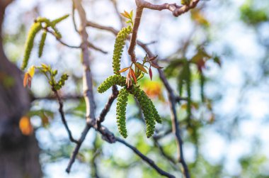 Çiçek açarken ceviz yaprakları ve kedi derileri, yakın plan ceviz çiçeği. Seçici odak