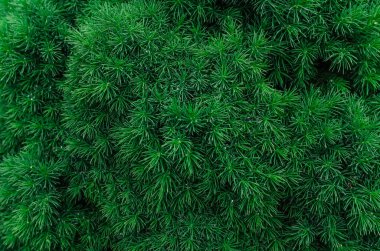 Yeşil renkte ıslak cüce çamı iğneleri. Kanadalı ladin. Kozalaklı doku, Noel arkaplanı