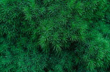 Yeşil renkte ıslak cüce çamı iğneleri. Kanadalı ladin. Kozalaklı doku, Noel arkaplanı