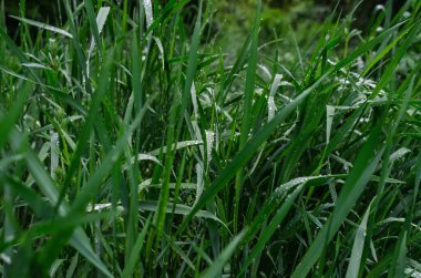 Yağmurdan sonra ıslak yeşil çimenler. Seçici odaklanma, bulanık arkaplan. Bahar içeriği için peyzaj. Hava durumu blogu. Dünya Günü