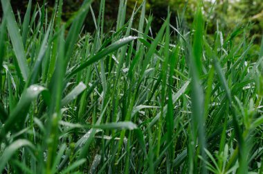 Yağmurdan sonra taze yeşil çimen. Seçici odaklanma, bulanık arkaplan. Bahar içeriği için resim. Doğa günlüğü