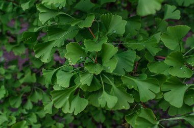 Ginkgo biloba 'nın (Ginkgo biloba) taze yeşil yaprakları üzerine yağmur damlalarını kapatın. İlaç, çay, yaşlanma karşıtı. Yapraklı arkaplan
