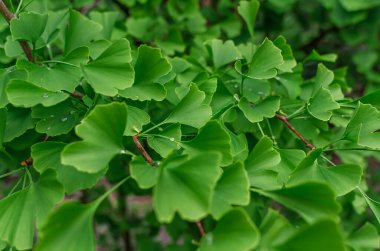 Ginkgo biloba 'nın (Ginkgo biloba) taze yeşil yaprakları üzerine yağmur damlalarını kapatın. İlaç, çay, yaşlanma karşıtı. Yapraklı arkaplan