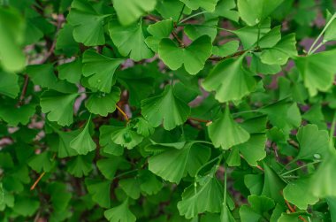 Taze açık yeşil yaprakların üzerinde yağmur damlaları olan Ginkgo biloba. İlaç fabrikası. Ginkgo biloba ile depresyon için çay