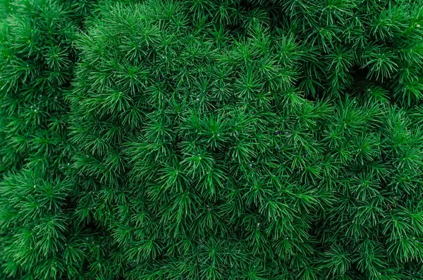 Yeşil renkte ıslak cüce çamı iğneleri. Kanadalı ladin. Kozalaklı doku, Noel arkaplanı