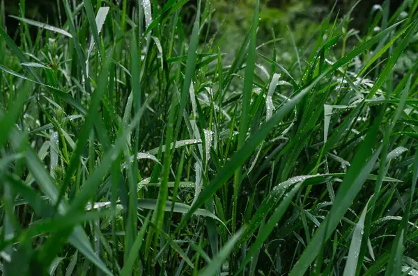 Yağmurdan sonra ıslak yeşil çimenler. Seçici odaklanma, bulanık arkaplan. Bahar içeriği için peyzaj. Hava durumu blogu. Dünya Günü