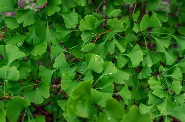 Ginkgo biloba 'nın (Ginkgo biloba) yapraklı arka planı ve yağmur damlaları. İlaç, çay, yaşlanma önleyici ilaç. Homeopati, takviyeler
