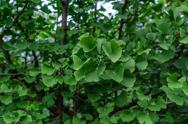 Ginkgo biloba (Ginkgo Biloba) taze yeşil yaprakları üzerine yağmur damlaları. İlaç fabrikası. Depresyon tedavisi, bunama