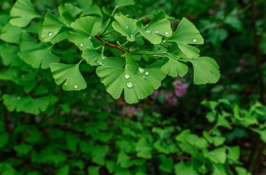 Taze açık yeşil yaprakların üzerinde yağmur damlaları olan ginkgo biloba ağacı. Çin bitkisel ilaçlarında kullan, homeopati. İlaç fabrikası.