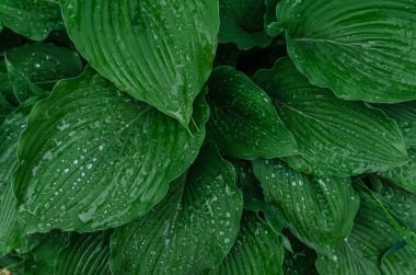 Yeşil Hostta yapraklarını yağmur damlalarıyla kapatın. Doğal detaylar, ıslak doku. Botanik temalar ve manzara tasarımları