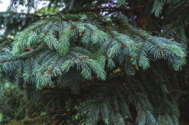Bulanık arka planda yağmurdan sonra ladin dalları. Dallara yağmur damlaları. Spruce şubesi. Tasarım fikirleri için kullan