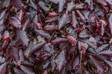Koyu kırmızı ıslak yapraklar ve yağmur sonrası su damlaları. Renkli yaprakların soyut dokusu, doğal arkaplan