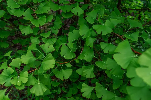 Ginkgo biloba 'nın (Ginkgo biloba) yapraklı arka planı ve yağmur damlaları. İlaç, yaşlanma önleyici ilaç. Homeopati, takviyeler