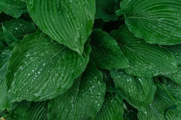 Yeşil Hostta yapraklarını yağmur damlalarıyla kapatın. Doğal detaylar, ıslak doku. Botanik temalar ve manzara tasarımları