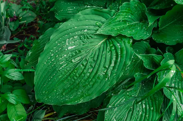 Yeşil büyük ev sahibi yapraklardan akan yağmur damlaları otlar ve yabani otlar arasında. Doğal detaylar, ıslak doku. Botanik temalar