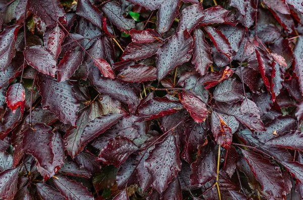 Koyu kırmızı ıslak yapraklar ve yağmur sonrası su damlaları. Renkli yaprakların soyut dokusu, doğal arkaplan