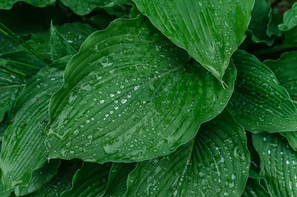 Yeşil hosta yağmur damlalarıyla ayrılıyor. Doğal detaylar, ıslak doku. Doğadan esinlenilmiş botanik temalar ve tasarımlar