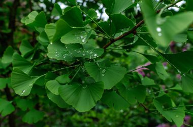 Bahar yeşili yaprağında elmaslı yağmur damlaları bulanık arka planda Ginkgo biloba. Doğa içeriği için büyük resim