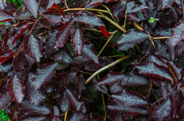 Likidambaru 'nun ıslak kırmızı yaprakları. Küçük yağmur damlalarıyla kaplı kırmızı yapraklı dallar. Bahar yağmurlu arkaplan
