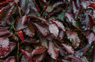 Büyük damlalı parlak kırmızı ıslak yapraklar. Renkli yaprakların soyut dokusu, doğal yağmurlu arkaplan