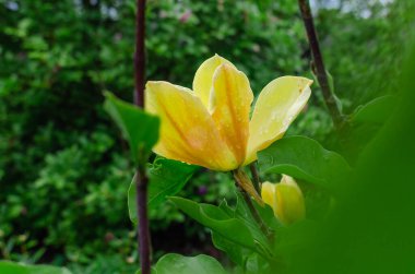 Sarı manolya çiçekleri üzerindeki yağmur damlaları yemyeşil bir saptan çıkar. Uzayı kopyala Yağmur, çiçekler, hava durumu blogu