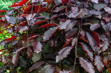 Likidambaru 'nun kırmızı yaprakları. Küçük yağmur damlalarıyla kaplı kırmızı yapraklı dallar. Bulanık doğa arkaplanı