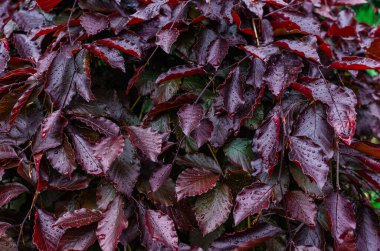 Yağmur sonrası kırmızı yapraklar. Damlalar yumuşak ışıkta parlar. Peyzaj tasarımı için fikir. Yağmurlu içerik