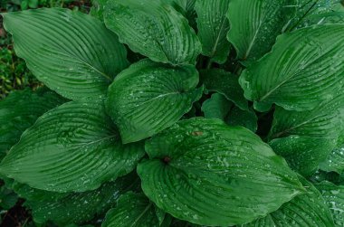 Yeşil Hostta yaprakları yağmur damlalarıyla birlikte görünüyor. Yeşil yapraklı desen, ıslak doku. Botanik temalar ve peyzaj tasarımı