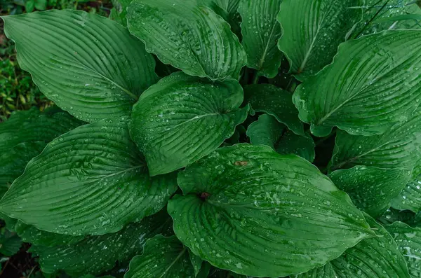 Yeşil Hostta yaprakları yağmur damlalarıyla birlikte görünüyor. Yeşil yapraklı desen, ıslak doku. Botanik temalar ve peyzaj tasarımı